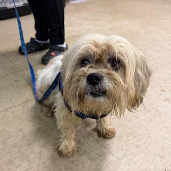 Carrington -  Shih Tzu Dog for Adoption in Birmingham, Alabama - Carrington | PetCurious
