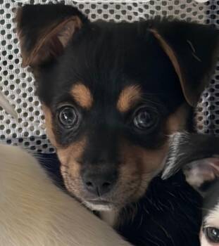 Chihuahua Dogs Available for Adoption in Antioch, California - Butch | PetCurious