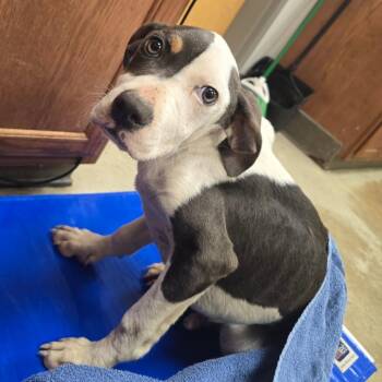Terrier and Mixed Breed Dogs Available for Adoption in Tupelo, Mississippi - Polo 042502U | PetCurious