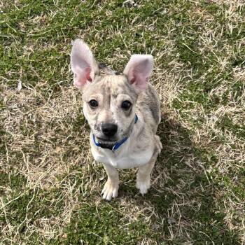 Dachshund and Chihuahua Dogs Available for Adoption - Kronk | PetCurious