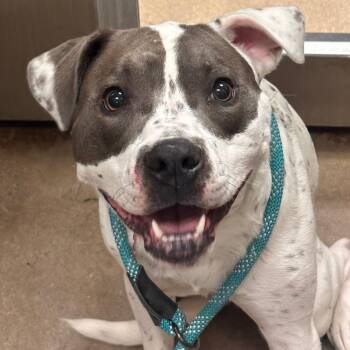 YORK-Stray-16051 -  Mixed Breed and Pit Bull Terrier Dog for Adoption in York, Pennsylvania - YORK-Stray-16051 | PetCurious