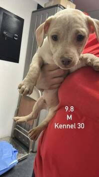 Dachshund and Jack Russell Terrier Dogs Available for Adoption in Boulder, Colorado - White Chocolate | PetCurious