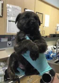 MELLO -  German Shepherd Dog and Australian Shepherd Dog for Adoption in Riverside, California - MELLO | PetCurious
