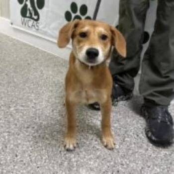Labrador Retriever and Mixed Breed Dogs Available for Adoption in Clearwater, Florida - Red | PetCurious