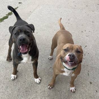 Lovina -  Pit Bull Terrier and Mixed Breed Dog for Adoption in Fargo, North Dakota - Lovina | PetCurious