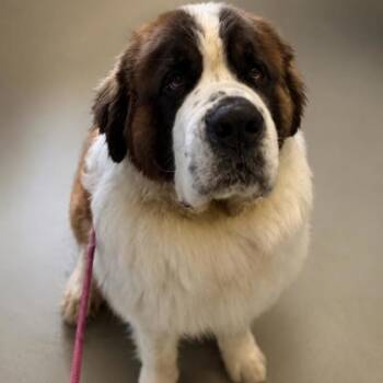 Saint Bernard Dogs Available for Adoption in Worcester, Massachusetts - Leo | PetCurious