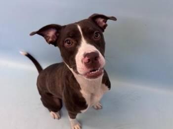 Brown Sugar -  Pit Bull Terrier and Mixed Breed Dog for Adoption in Woodbury, Minnesota - Brown Sugar | PetCurious