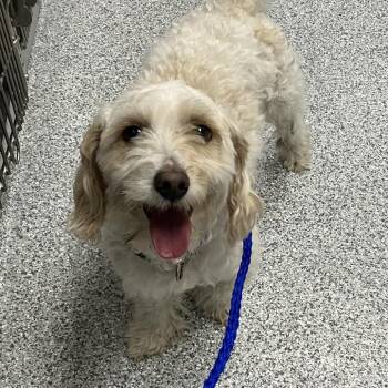 Maltese and Miniature Poodle Dogs Available for Adoption in Grand Rapids, Michigan - Binky | PetCurious