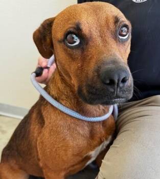Cleopatra -  Redbone Coonhound Dog for Adoption in Washington, District Of Columbia - Cleopatra | PetCurious