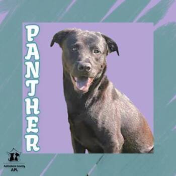 Panther (Mann) -  Mixed Breed Dog for Adoption in Ashtabula, Ohio - Panther (Mann) | PetCurious
