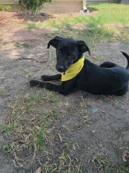 THELMA -  Labrador Retriever Dog for Adoption in Richmond, Texas - THELMA | PetCurious