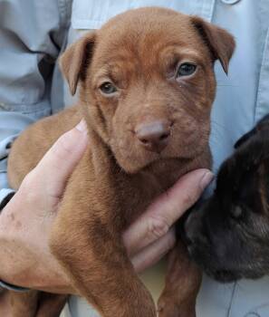 Pit Bull Terrier and Boxer Dogs Available for Adoption in Winder, Georgia - Joe 2026-210 | PetCurious