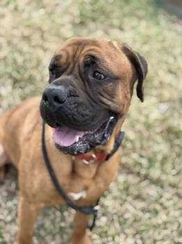 Mastiff Dogs Available for Adoption in Spring, Texas - Gus  | PetCurious