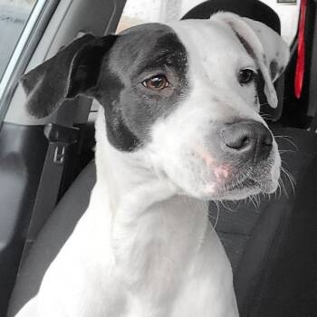 SISSY -  American Staffordshire Terrier Dog for Adoption in Magnolia, Texas - SISSY | PetCurious