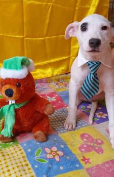 Rescue Labrador Retriever Dogs for Adoption - Jusper | PetCurious