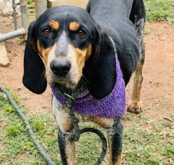 Bluetick Coonhound and Mixed Breed Dogs Available for Adoption in Seneca, South Carolina - Zinnia $85 | PetCurious