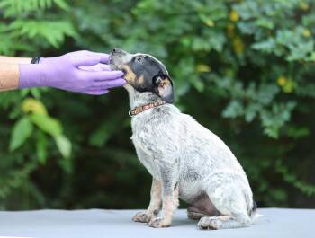 Boone -  Australian Cattle Dog Blue Heeler and Australian Shepherd Dog for Adoption in Lucedale, Mississippi - Boone | PetCurious