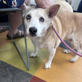 Tessa -  Husky and Chihuahua Dog for Adoption in Philadelphia, Pennsylvania - Tessa | PetCurious