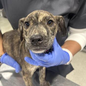 Kubota -  Feist and Mixed Breed Dog for Adoption in Tampa, Florida - Kubota | PetCurious
