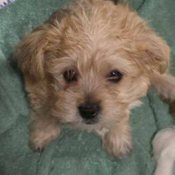 Yorkshire Terrier and Chihuahua Dogs Available for Adoption in Omaha, Nebraska - Caroline | PetCurious