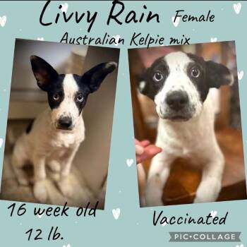 Livy -  Mixed Breed Dog for Adoption in Rockville, Maryland - Livy | PetCurious