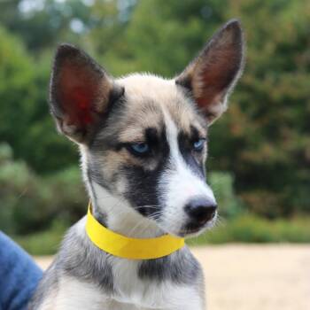 CT Cavatappi -  Shepherd and Husky Dog for Adoption in Stormville, New York - CT Cavatappi | PetCurious
