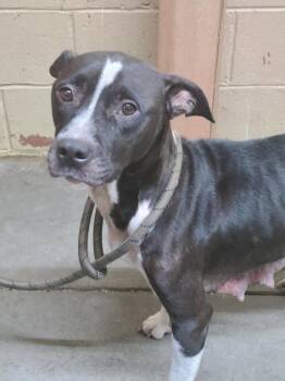 Nikita -  Pit Bull Terrier Dog Available for Adoption in Swainsboro, Georgia - Nikita | PetCurious