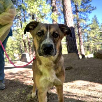 Muffin -  Cattle Dog and Mixed Breed Dog for Adoption in Incline Village, Nevada - Muffin | PetCurious