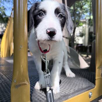 Darla -  Terrier Dog Available for Adoption in Fairfax, Virginia - Darla | PetCurious