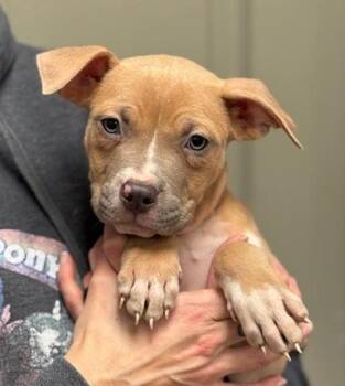 Pit Bull Terrier Dogs Available for Adoption - Storm | PetCurious