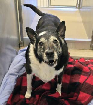 26-446 Elle -  Collie Dog for Adoption in Lindenhurst, New York - 26-446 Elle | PetCurious