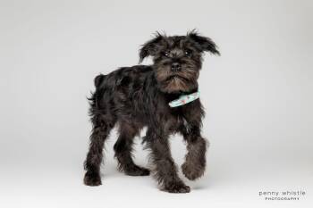 Kenny Chesney -  Schnauzer Dog for Adoption in Coppell, Texas - Kenny Chesney | PetCurious