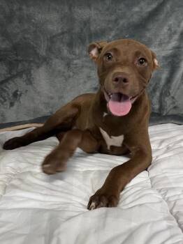 Mixed Breed Dogs Available for Adoption in Houston, Texas - Maya | PetCurious