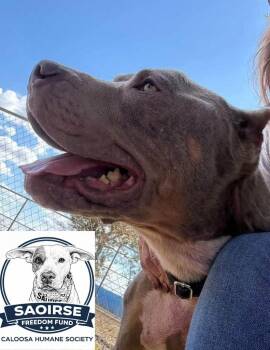 American Staffordshire Terrier and Mixed Breed Dogs Available for Adoption in Labelle, Florida - Ace | PetCurious
