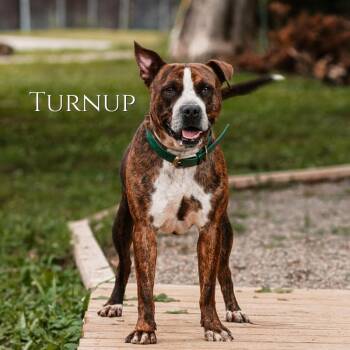 Turnup -  Boxer and Pit Bull Terrier Dog for Adoption in Oak Ridge, Tennessee - Turnup | PetCurious