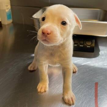 Pit Bull Terrier and Mixed Breed Dogs Available for Adoption in Tuscaloosa, Alabama - Robin | PetCurious