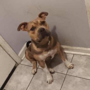 Rescue Mixed Breed Dogs for Adoption in Columbus, Georgia - Bella | PetCurious