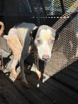 Rescue Mixed Breed Dogs for Adoption in Chickamauga, Georgia - Creck-Adoptable Awaiting S/N | PetCurious