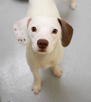 Snowball -  Chihuahua Dog for Adoption in Pontiac, Michigan - Snowball | PetCurious