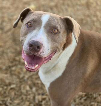 Rescue Pit Bull Terrier and Mixed Breed Dogs for Adoption in Albuquerque, New Mexico - MAX | PetCurious