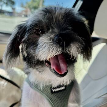 Connor Passage -  Lhasa Apso Dog for Adoption in Plano, Texas - Connor Passage | PetCurious