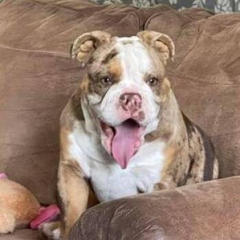 English Bulldog Dogs Available for Adoption - Mable | PetCurious