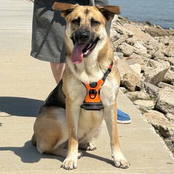 Shepherd and Mixed Breed Dogs Available for Adoption - Crosby | PetCurious