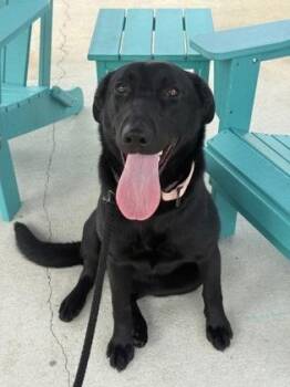 Purple - 3 -  Labrador Retriever and Shepherd Dog for Adoption in Daytona Beach, Florida - Purple - 3 | PetCurious