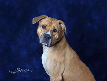Boxer and Mixed Breed Dogs Available for Adoption - THEODORE | PetCurious