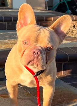 Ken -  French Bulldog Dog for Adoption - Ken | PetCurious