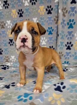 Cannoli -  Mixed Breed Dog for Adoption in Wabash, Indiana - Cannoli | PetCurious