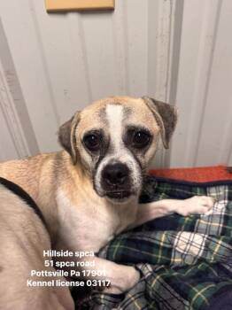 Bugs -  Jack Russell Terrier and Pug Dog for Adoption in Pottsville, Pennsylvania - Bugs | PetCurious