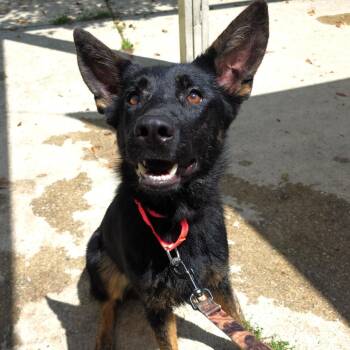 Susan B. -  German Shepherd Dog Dog for Adoption in Michigan City, Indiana - Susan B. | PetCurious