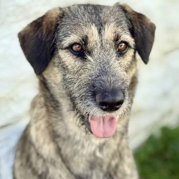 Raven -  German Shepherd Dog and Poodle Dog for Adoption in Amarillo, Texas - Raven | PetCurious